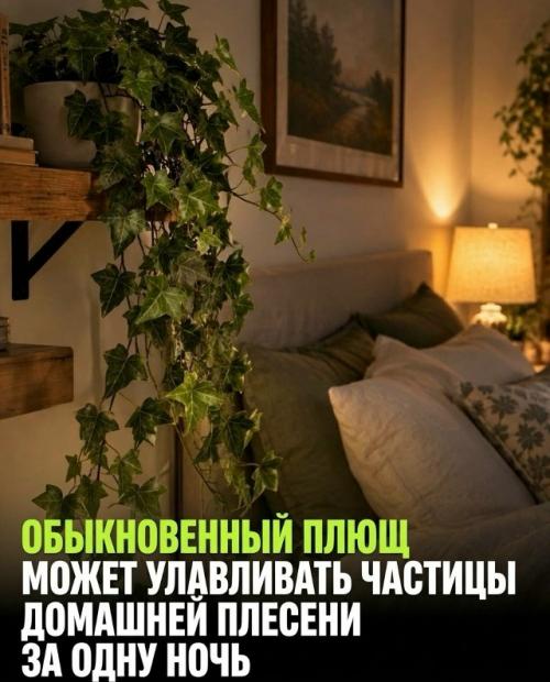 Три растения для спальни работают по-разному, и только одно подтверждено наукой. 06