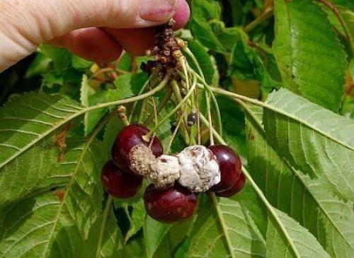 Как спасти сад от плодовой гнили. 01 Как спасти сад от плодовой гнили. 01