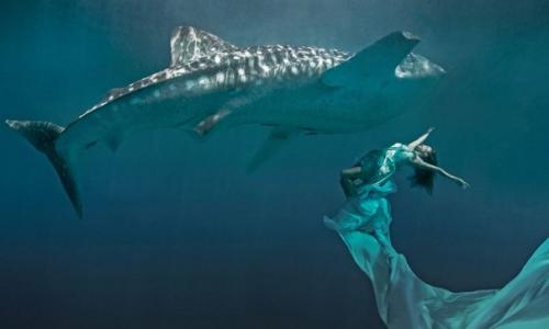 Дикая Любовь (Love is Wild) - проект фотографа Шона ли - Дэвиса и крик о помощи, в которой нуждаются дикие звери. 06