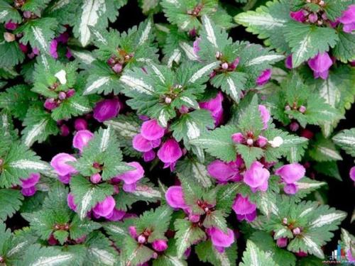 Засухоустойчивая клумба. A. 4 шт. 08