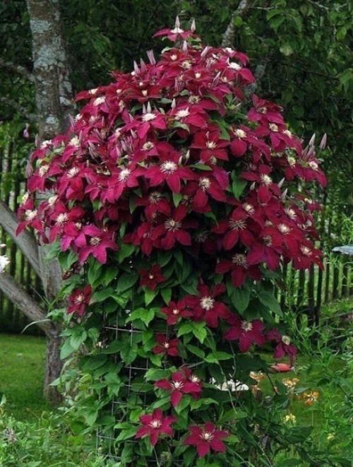 Клематисы молоко любят. 01