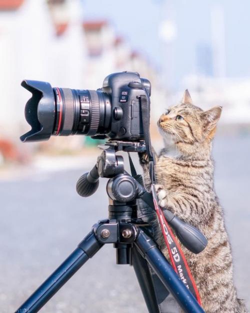 Пока вы в интернете сидите, котейка во всю принимает заказы на фотосъёмку. 04