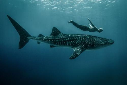 Дикая Любовь (Love is Wild) - проект фотографа Шона ли - Дэвиса и крик о помощи, в которой нуждаются дикие звери. 09