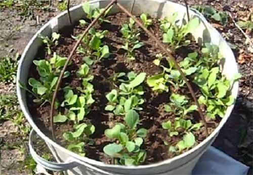 Как правильно выращивать рассаду капусты. 02 Как правильно выращивать рассаду капусты. 02