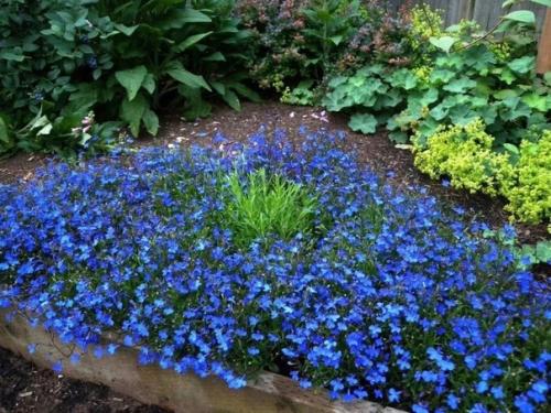 Лoбелии много не бывает. 05 Лoбелии много не бывает. 05