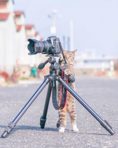 Пока вы в интернете сидите, котейка во всю принимает заказы на фотосъёмку. 05