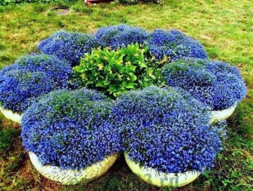 Лoбелии много не бывает. 06 Лoбелии много не бывает. 06