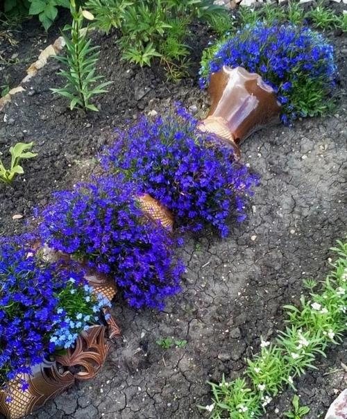 Лoбелии много не бывает. 01 Лoбелии много не бывает. 01