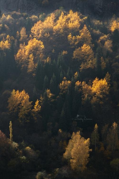 Золотом осень блистает. 01