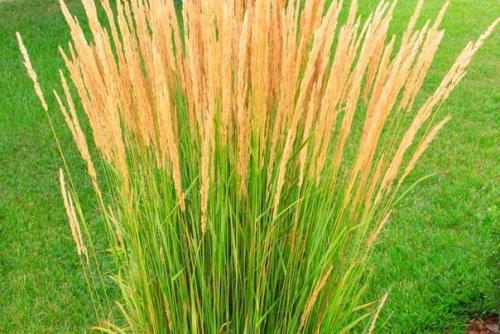 Засухоустойчивая клумба. A. 4 шт. 06