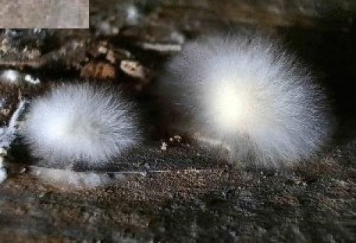 Что делать, если в погребе плесень? 01 Что делать, если в погребе плесень? 01