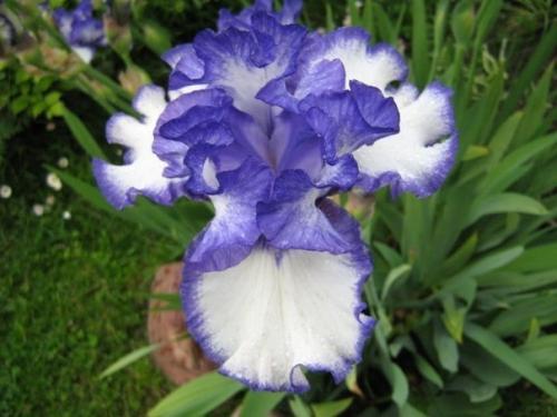 Засухоустойчивая клумба. A. 4 шт. 03