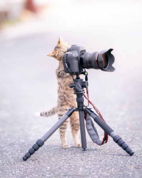 Пока вы в интернете сидите, котейка во всю принимает заказы на фотосъёмку. 02