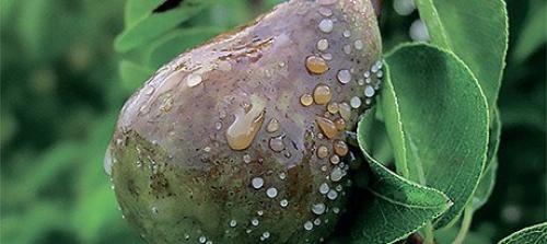 Как спасти сад от плодовой гнили. 02 Как спасти сад от плодовой гнили. 02