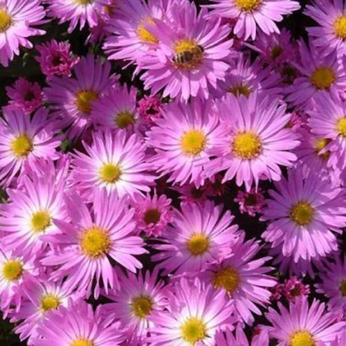 План цветника у калитки. 09