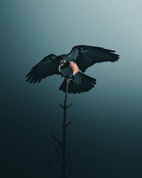 Большая часть снимков фотографа Magnus Berggren это птицы в полете. 08