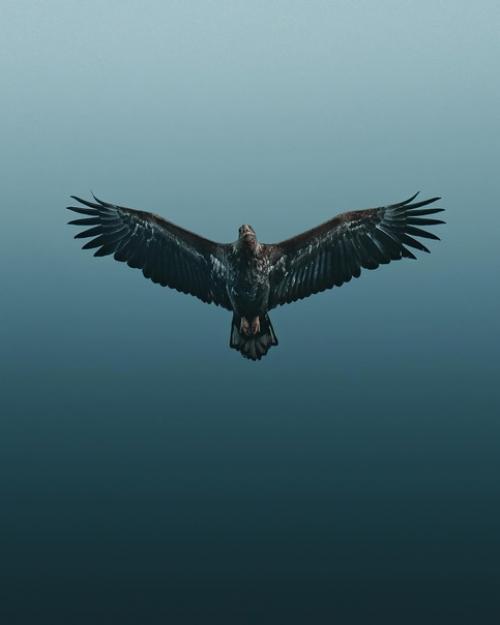 Большая часть снимков фотографа Magnus Berggren это птицы в полете. 05