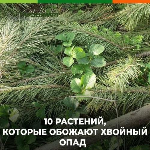 Австралийская семья отказалась продать дом за 50 миллионов долларов.

