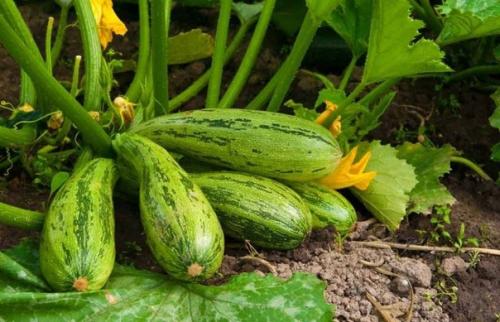 Мы сажаем кабачки правильно! 04 Мы сажаем кабачки правильно! 04