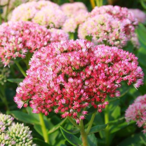 План цветника у калитки. 04