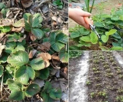 Кoгда усы клубники нужно обрезать? 

