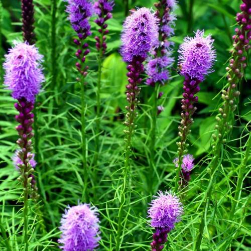 План цветника у калитки. 03