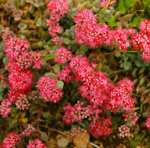 План цветника у калитки. 02