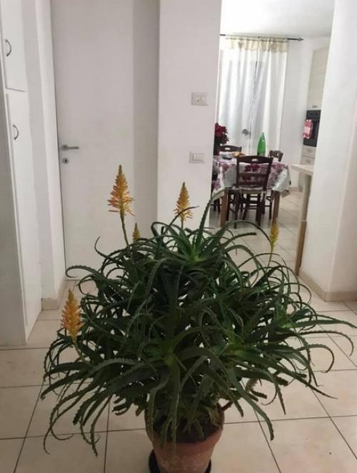 Говорят раз в сто лет цвете алое. 02