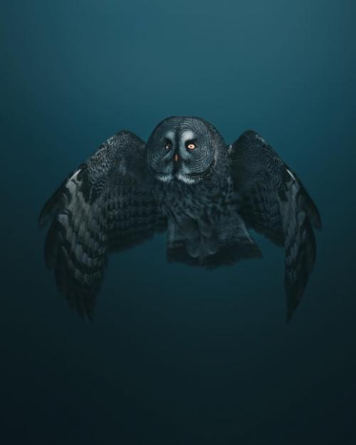 Большая часть снимков фотографа Magnus Berggren это птицы в полете. 01