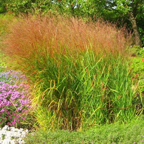 План цветника у калитки. 05