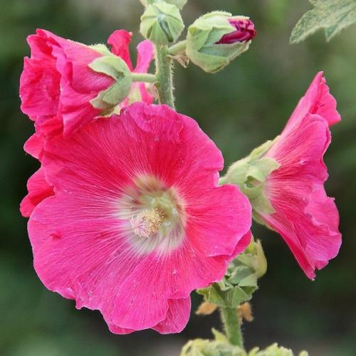 План цветника у калитки. 01