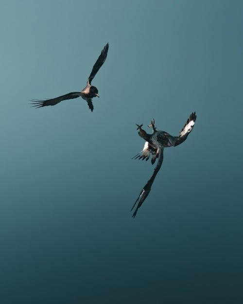 Большая часть снимков фотографа Magnus Berggren это птицы в полете. 04