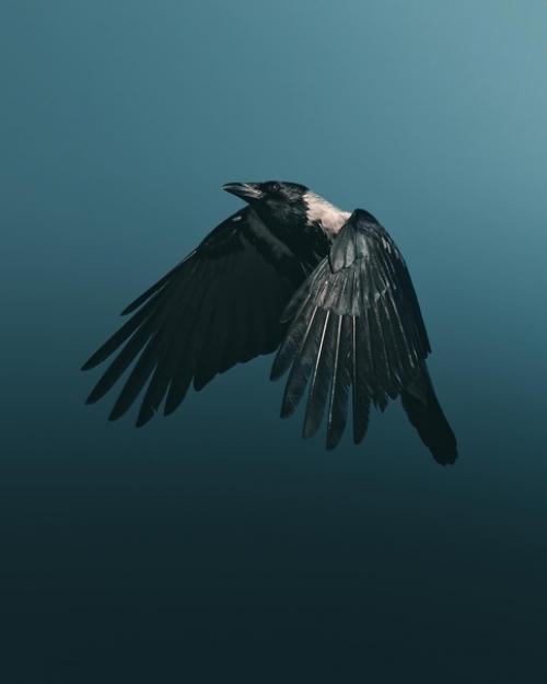 Большая часть снимков фотографа Magnus Berggren это птицы в полете. 02