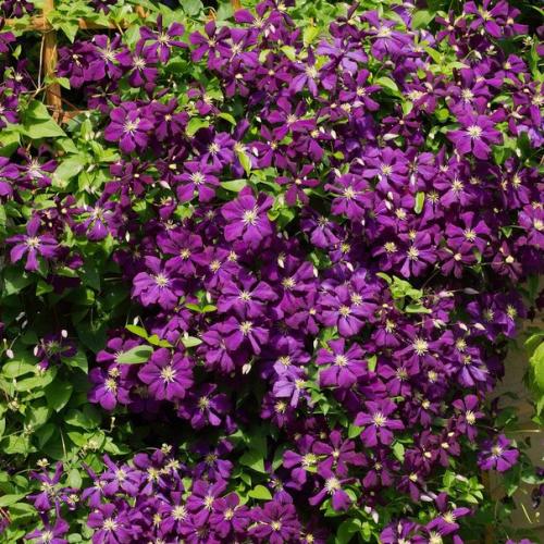 План цветника у калитки. 08