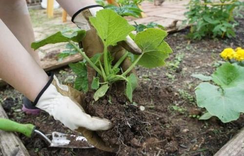 Мы сажаем кабачки правильно! 01 Мы сажаем кабачки правильно! 01