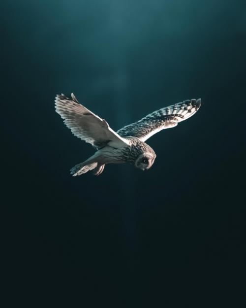 Большая часть снимков фотографа Magnus Berggren это птицы в полете. 06