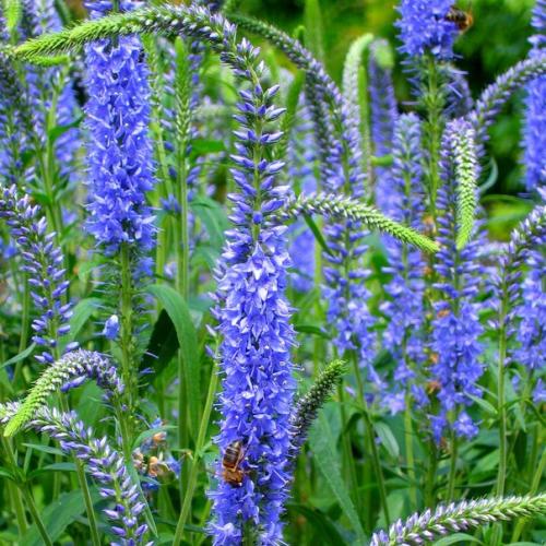 План цветника у калитки. 06