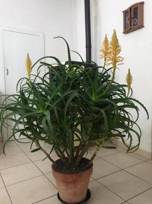 Говорят раз в сто лет цвете алое. 01