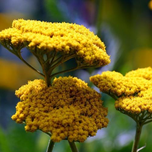 План цветника у калитки. 07