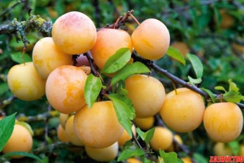 Она лучшая из лучших! 01 Она лучшая из лучших! 01