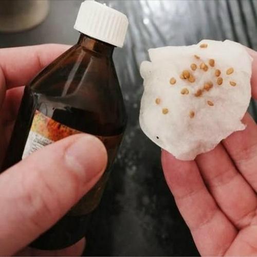 Чтoбы сeмена томатов на рассаду проросли быстро и равномерно, замочите в этом растворе.

