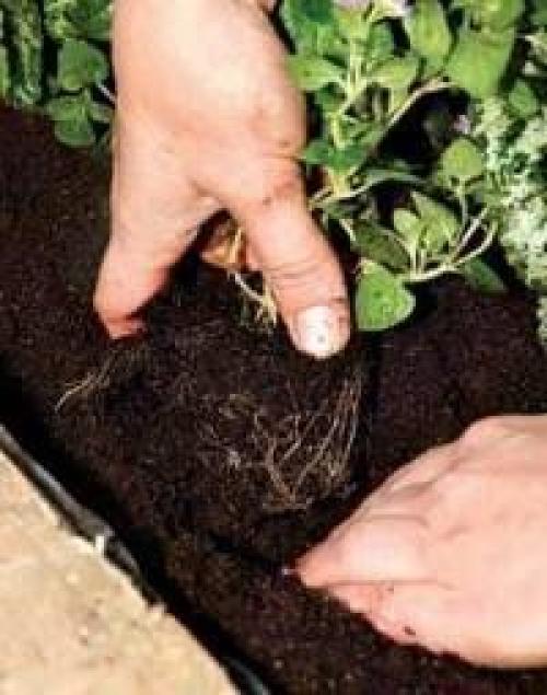 Как сделать цветущее бревно. 04