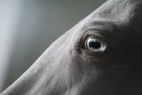 Почти единорог.  Прекрасные ахалтекинцы. 01