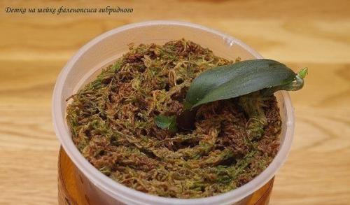 Как размножать орхидею фаленопсис. 07