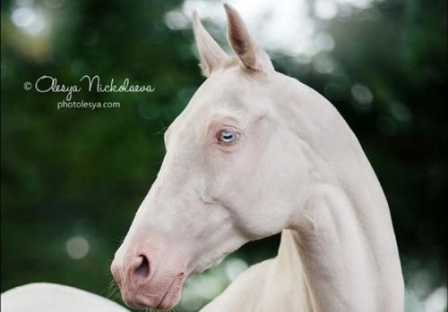 Почти единорог.  Прекрасные ахалтекинцы. 05