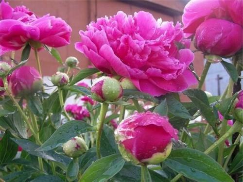 4 этапа внесения удобрений для пионов. 04