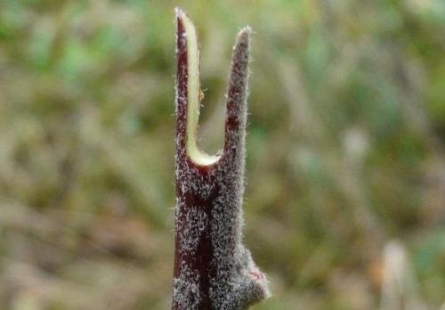 Ли садоводу прививочный секатор нужен? 02 Ли садоводу прививочный секатор нужен? 02