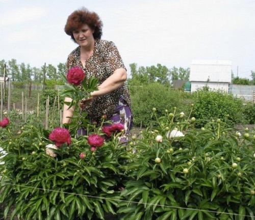 4 этапа внесения удобрений для пионов. 03