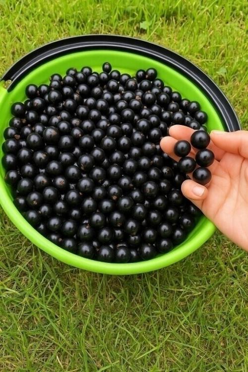 Сыплю под Смородину весной по две ложки.  