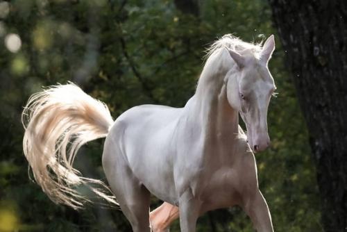 Почти единорог.  Прекрасные ахалтекинцы. 04